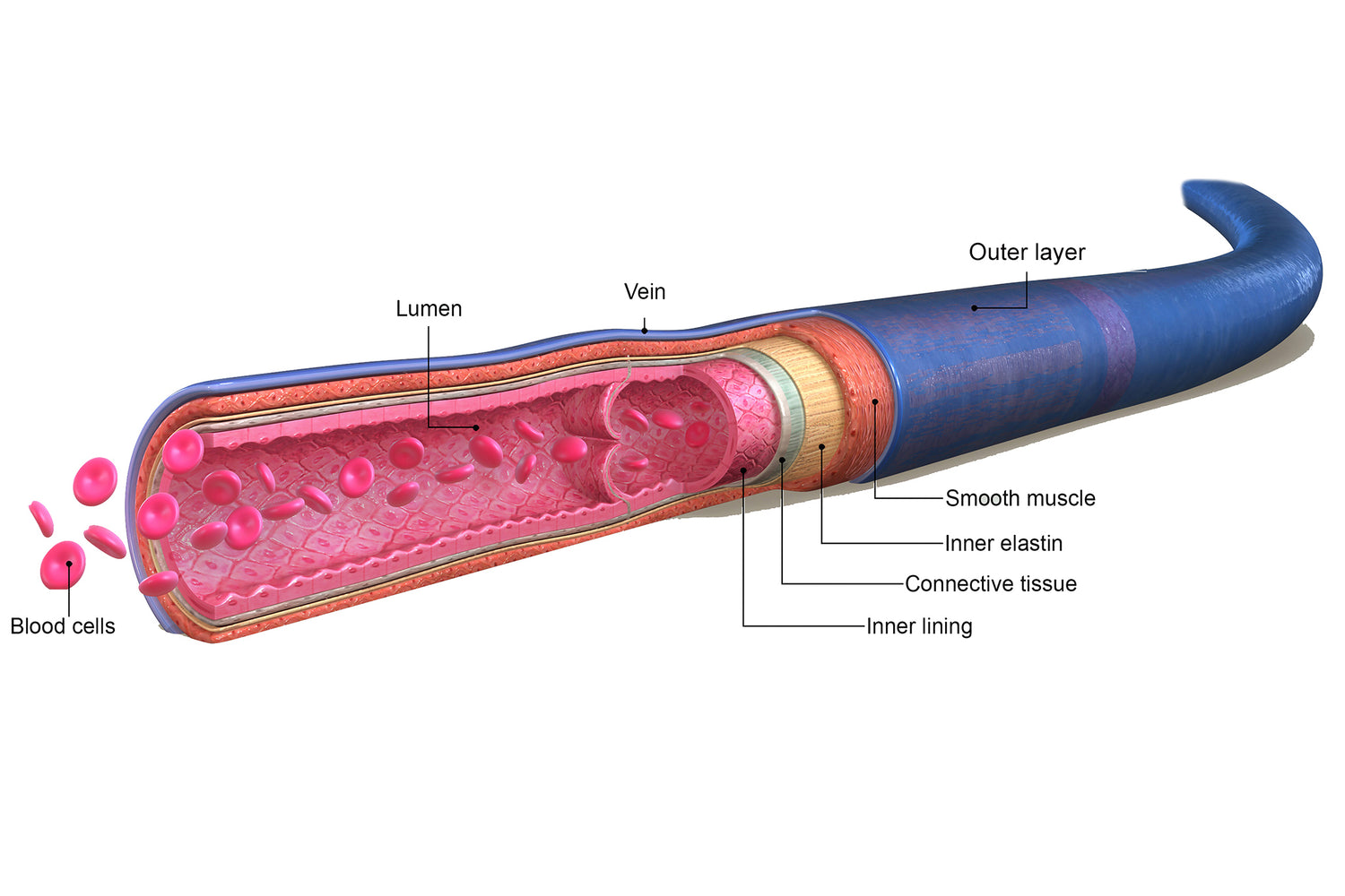Illustration Of Leg Vein Anatomy Showing It From Outside And Inside - Blood Flow In Circulatory System